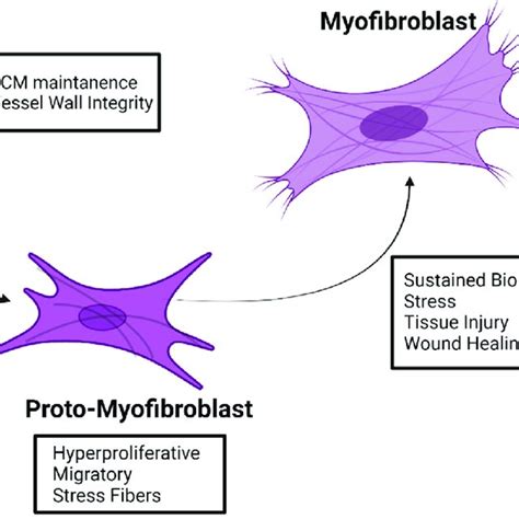 Fibroblast To Myofibroblast Transformation Characteristics And