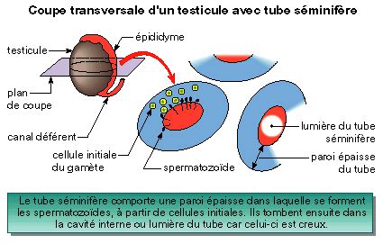 La Production Des Spermatozo Des Et Des Ovules Capconcours Cc