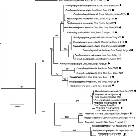 Phylogeny As Reconstructed In Maximum Likelihood Ml Analysis Of The