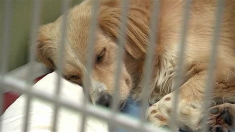 Dogs Saved From Earthquake Ravaged Puerto Rico Up For Adoption In New