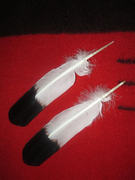 Native American Made Immature Golden Eagle Feather, Hand Painted ...