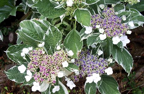 Fond D Cran Hortensia Feuilles Color Inhabituel X