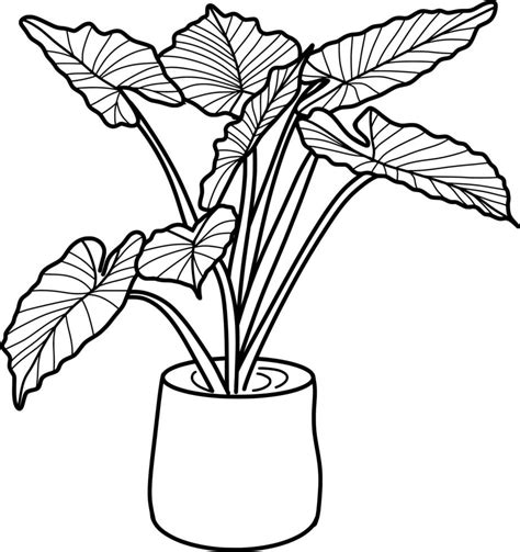 Caladium Plant Lineart Vector Art At Vecteezy