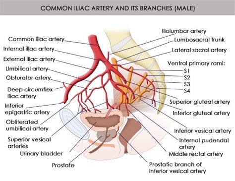 Anatomy And Function Of The Common Iliac Artery With Labeled Diagrams