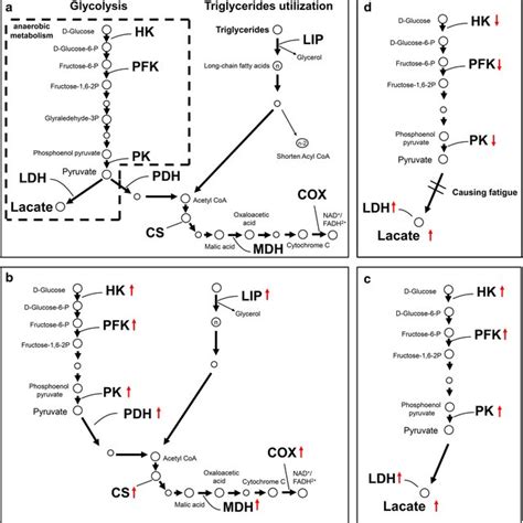 Kyto Encyclopedia Of Genes And Genomes Kegg Pathway Of Carbohydrate