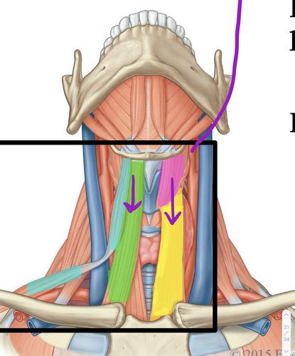 Hyoid bone muscles Flashcards | Quizlet