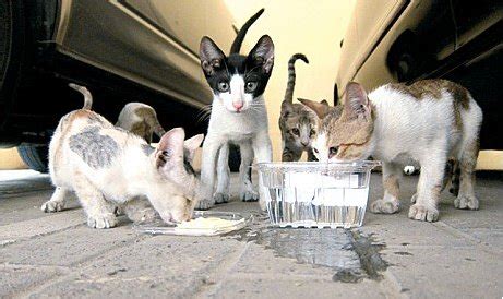 What To Feed The Stray Animals? | 12 Ways To Feed Strays Animals