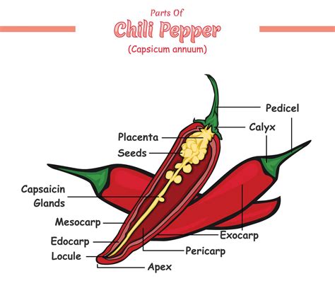 Chili Pepper Structure Diagram Chili Pepper Structure Vector