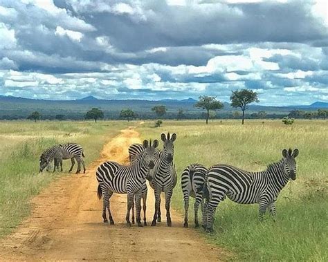 An Enjoyable Visit To Mikumi National Park Wildlife Safari Tanzania