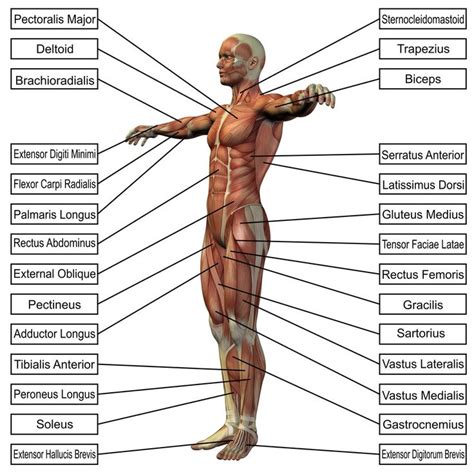 Human Body Muscle Anatomy