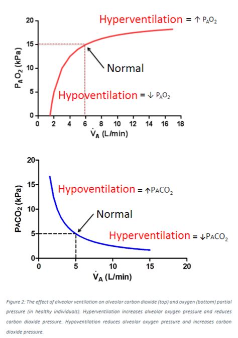 Pulmonary Ventilation Physiology Test And Flashcards