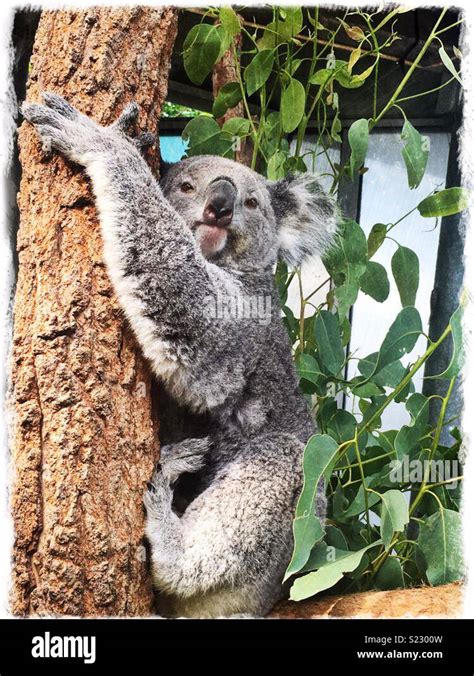 Koala bear in Sydney zoo Stock Photo - Alamy