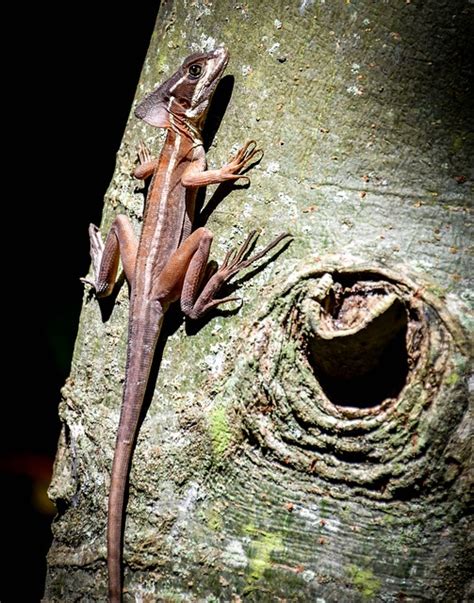 Lézard Nature Reptile Photo gratuite sur Pixabay Pixabay