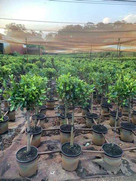 Ficus Benjamina Emerald Standard 3ft 10 Pot Hello Hello Plants