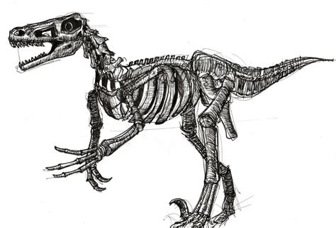 Raptor - Dinosaur sketch by frangaray on DeviantArt