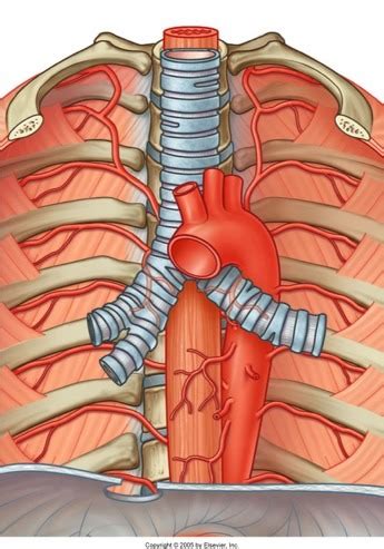 branches of the descending (thoracic) aorta Diagram | Quizlet