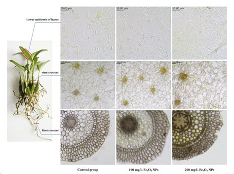 Figure Electron Micrograph Of Roots Stems And Leaves Sections Of D