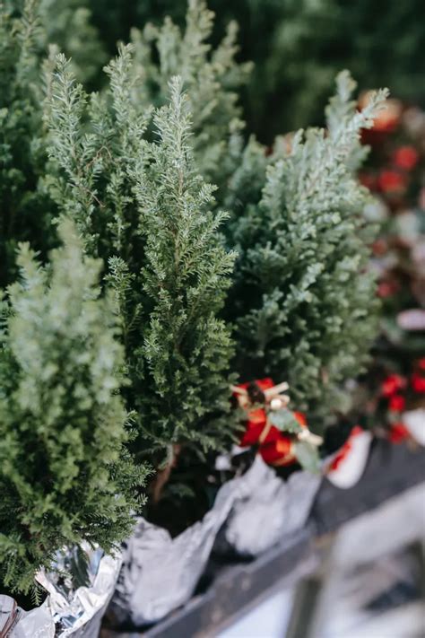 Quelle plante en pot résiste au froid et au gel