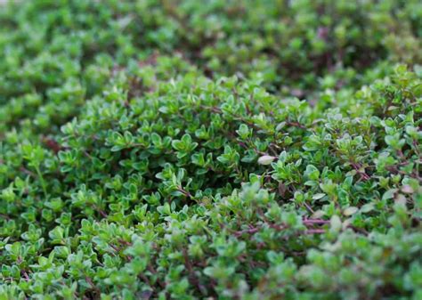 Green creeping thyme ground cover - lomifusion