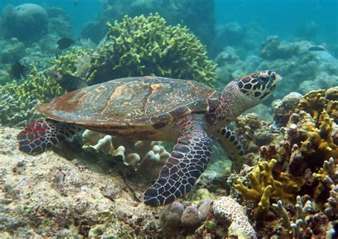 Bunaken Snorkeling - Excellent, Accessible, Affordable