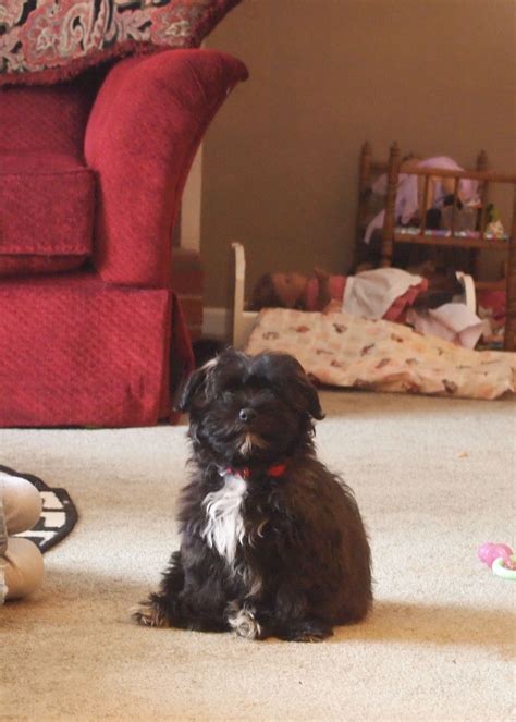 Sherlock, the Handsome Black Coton de Tulear