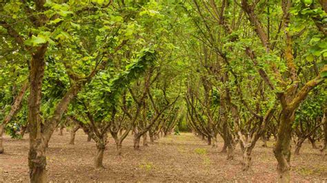 How To Plant Grow And Care For Hazelnut Tree Complete Guide