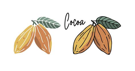 Dibujado A Mano Ilustraci N Plana De Granos De Cacao En Dos Versiones