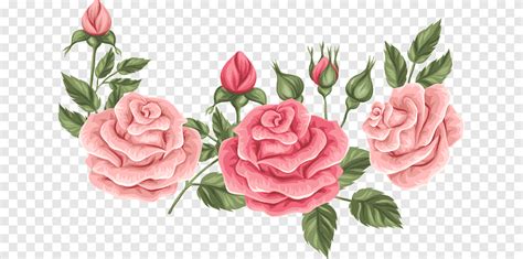 Descarga gratis Jardín rosas repollo floribunda rosa flor diseño