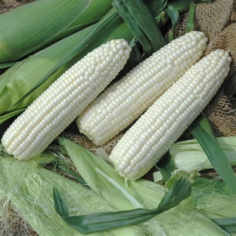 White Sweet Corn - Zea mays | Rare Plant Seeds | Whimsy and Wonder