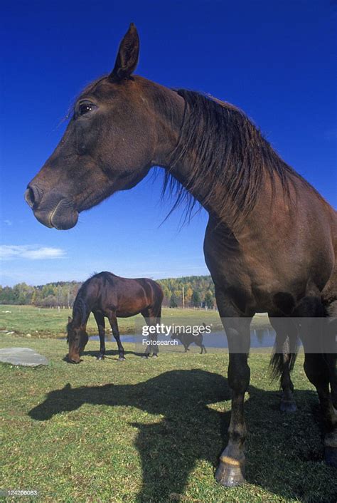 Closeup Of Morgan Horse High Res Stock Photo Getty Images