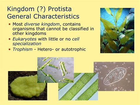 Ppt Kingdom Protista General Characteristics Powerpoint Presentation Id2799429