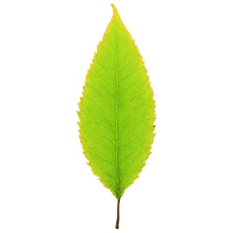 Hornbeam Leaf Oval Yellow Leaf With Double Serrated Edges And A