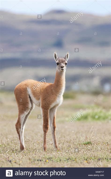 baby guanaco high resolution stock photography  images alamy