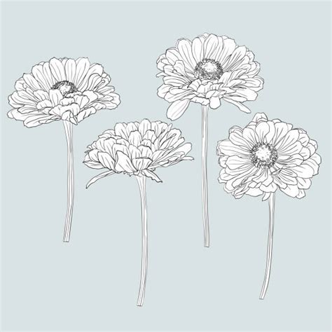 100 White Gerber Daisy Silhouettes Stock Illustrations Royalty Free