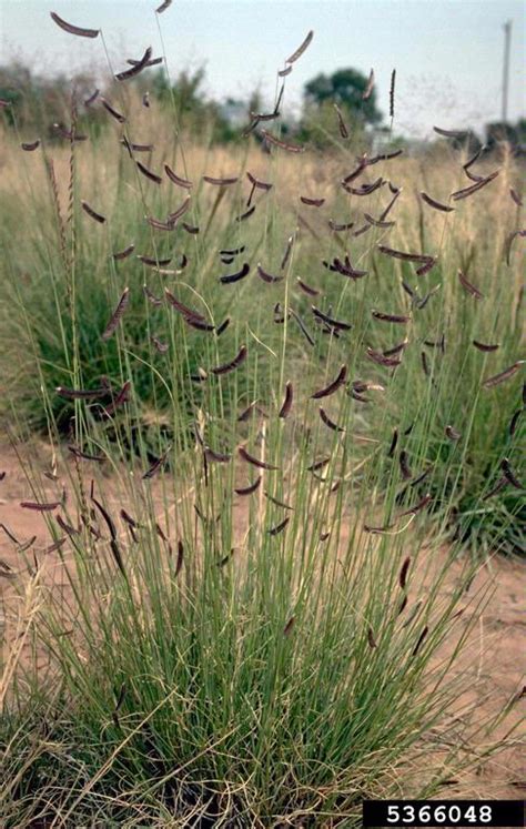 Blue Grama Bouteloua Gracilis