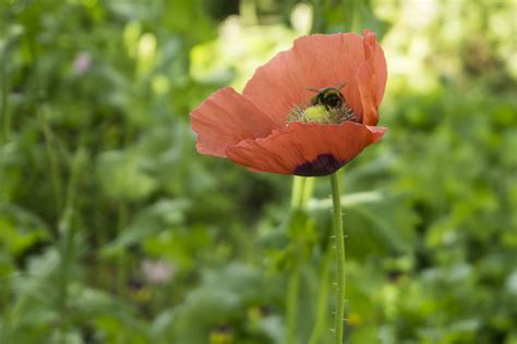 Plantas De Huerta Otea Salamanca Adormidera Amapola Real Papaver