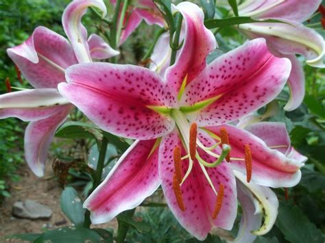 Lilium Spp Azucena Lilium Lilis Las Azucenas Tienen Flores Con