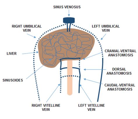 Diagrammatic representation of the embryological development of the... | Download Scientific Diagram