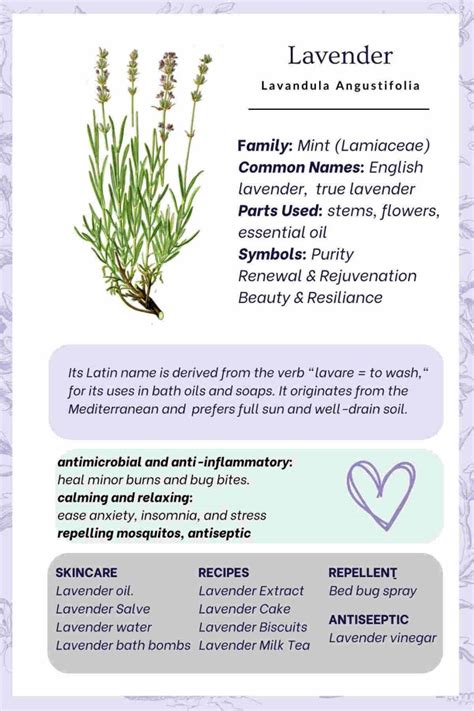 Lavandin Vs Lavender Find Out 10 Differences Simplybeyondherbs