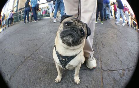 Cómo transportar a tu mascota en el Metrobús de la CdMx Grupo Milenio