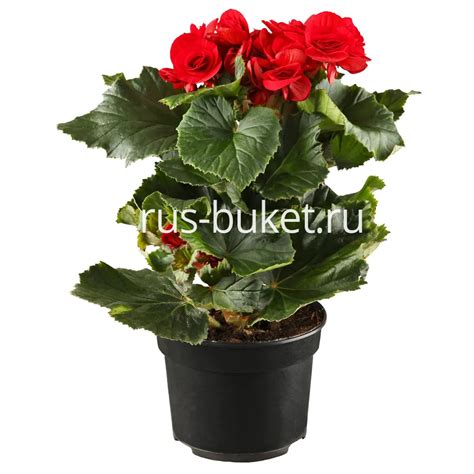 Цветок бегония фото - 83 картинки