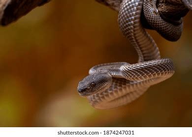 3,613 Pit Viper Species Images, Stock Photos, 3D objects, & Vectors ...