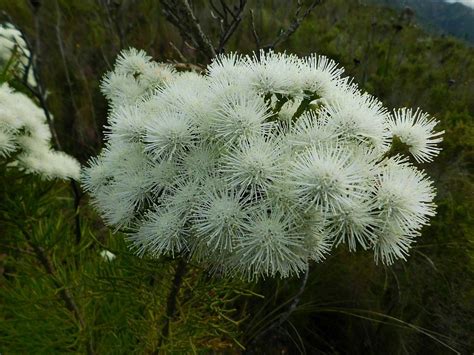 Cone Stompie From Greyton Tiergat South Africa On March