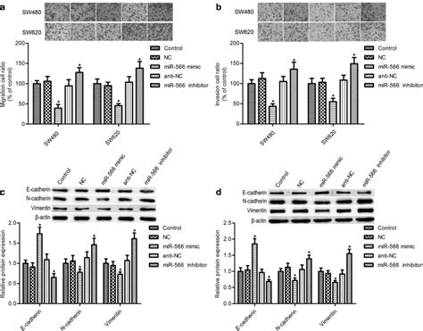 Mir 566 Overexpression Suppressed Crc Cell Migration And Invasion A B