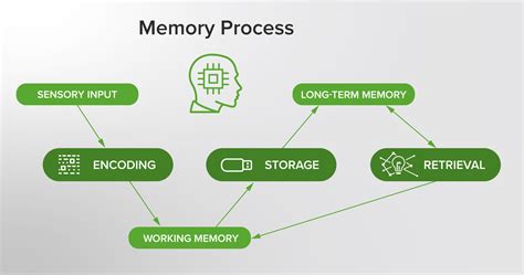 Understanding Memory To Enhance Learning In Medical Education