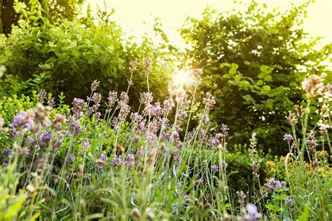 Discover Native Plants: The Ultimate Guide to Local Flora