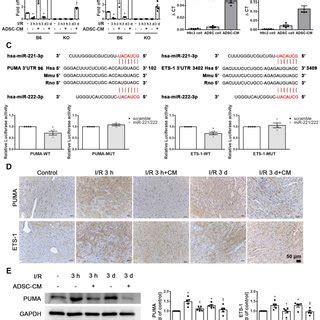 Adsc Cm Protected Against Myocardial I R Injury In Mice Through