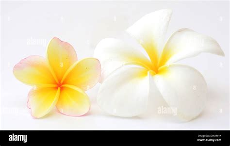 Frangipani Flowers On White Background Stock Photo Alamy