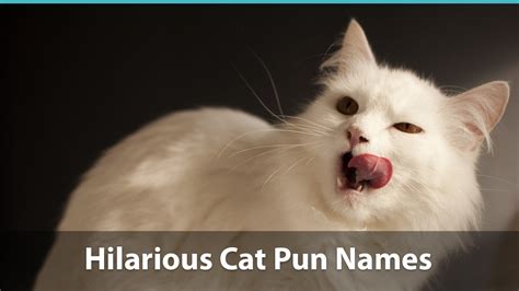 Top 100+ Funny Cat Names (Historical, Puns, & Pop Culture Inspired!)