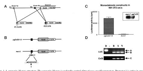 Figure From Analysis Of A Charcot Marie Tooth Disease Mutation